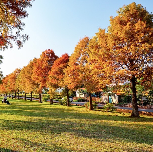 又見落羽松之惠蓀林場賞美景~溫泉~歌舞同歡~風水寶地鯉魚潭~台版青瓦台~草莓樂~2日遊