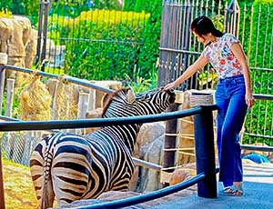 【泰獅航-享玩曼欣(升級版)6人成行】5日 